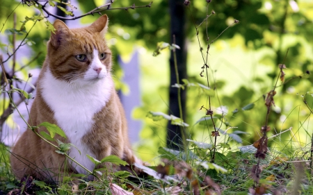 Cat - animals, cute, cat, nature, green