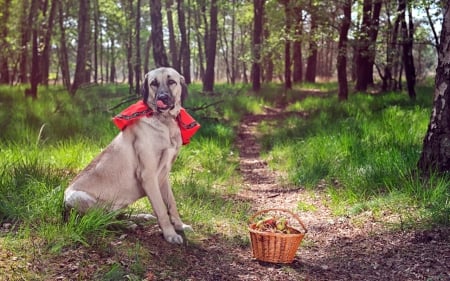 Dog - forest, road, cute, basket, dog