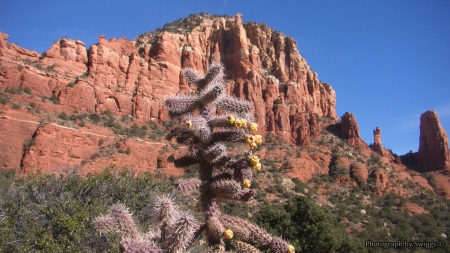 More Life in Sedona - sedona, cactus, nature, arizona, sky, trees, mountain