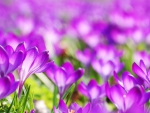 Crocuses