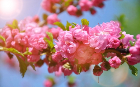 Blossoms - flowers, blossom, tree, pink