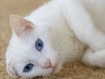 White cat