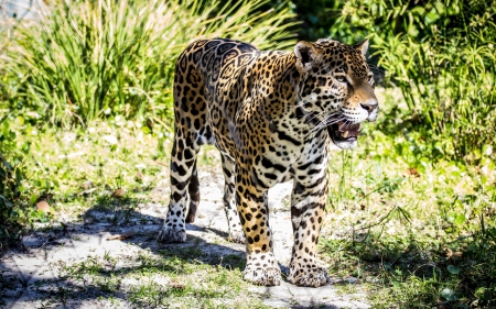 Leopard - cat, wild animals, leopard, animals