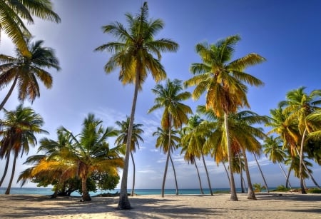 The sea - sky, beach, palm trees, the sea