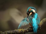 Bird Kingfisher