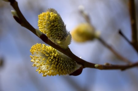 Flowerin hazel - the base, the branches, flowerin, hazel