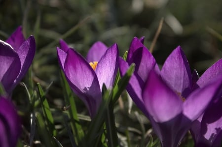 Crocuses - Crocuses, flowers, nature, leaves