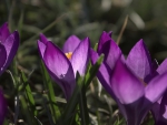 Crocuses