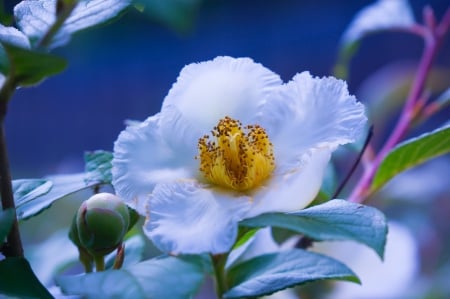 White blooming peony