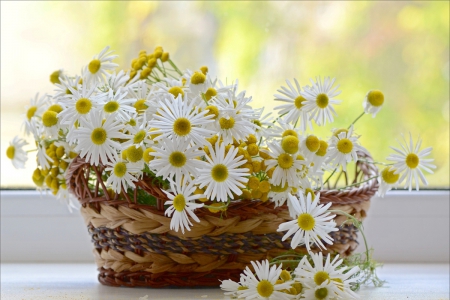 Flowers - basket, flowers, pure, soft