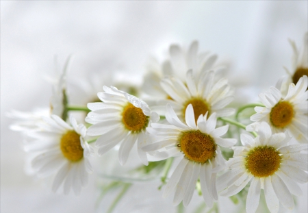 Flowers - flowers, pure, photography, soft