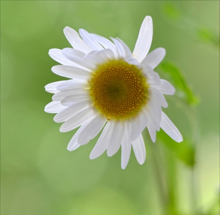 Flower - gerbera, pure, flower, soft