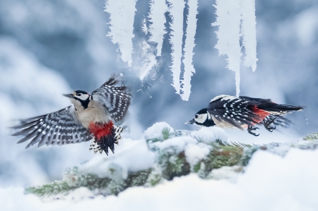 Winter Time - winter, cute, cold, birds