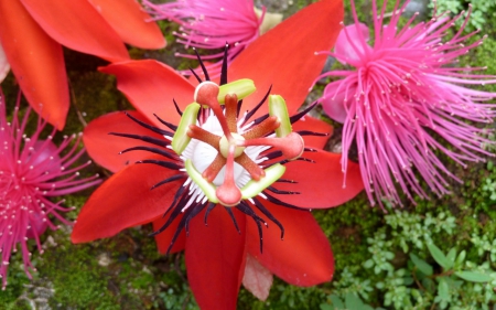 Lovely Flowers - flowers, petals, macro, beauty