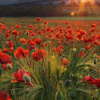 poppy field