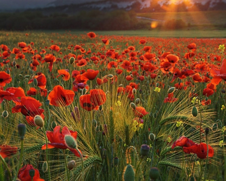 poppy field - nature, red, flowers, reflectiom, field, poppy