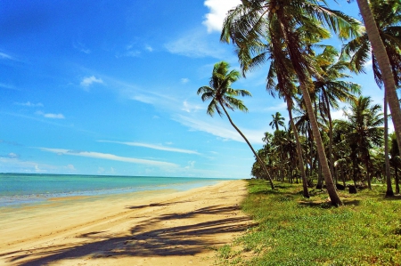 Maragogi Beach - palm trees, paradise, summer, tropical, brazil, beautiful, clouds, morning view, solitaire, grass, sea, sand