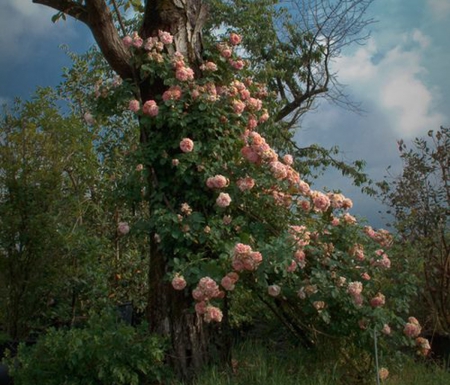 pink roses - nature, forest, roses, pink