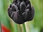 Black Tulip