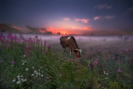 Sunset - farm, cow, nature, sunset