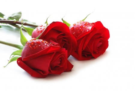 Roses - white, red, valentine, rose, mother, wet, flower, day