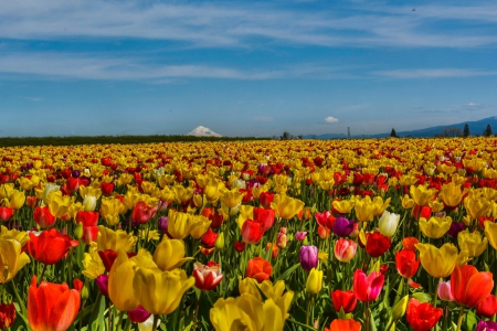 flowers - nature, fun, mountain, cool, flowers