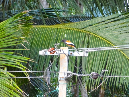 SiSulthan Photography - sisulthan, birds of india, indian rufous treepie, eruvadi sulthan