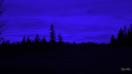 Blue Surprise - sky, trees, blue, widescreen, washington