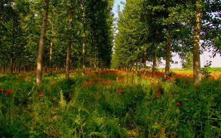 papaveri rossi allombra dei pioppi. - green, trees