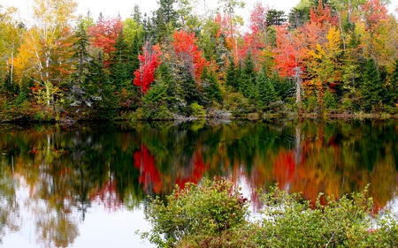 	fall its here - fall, river, trees