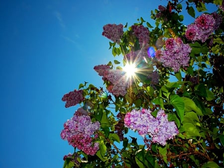 lilacs - lilacs, sky