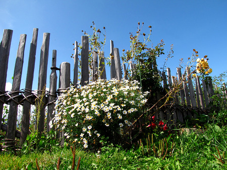 	by the fence - fence, flowers