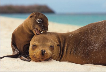 Sea Lions