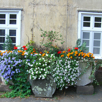 Autumn flowers