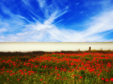 Remember Summer - remember, sky, summer, flowers