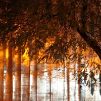 GOLDEN TREE AT NIGHT