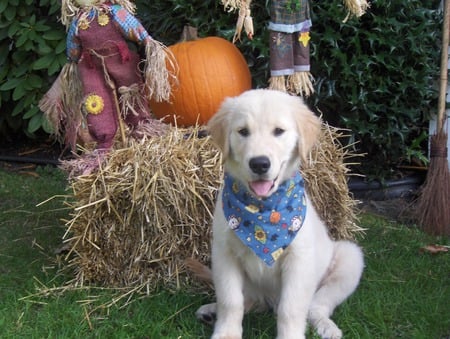 Puppy on Halloween - halloween, pupy