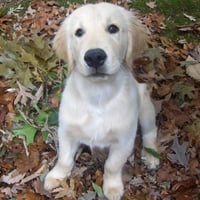 Puppy in the Leaves