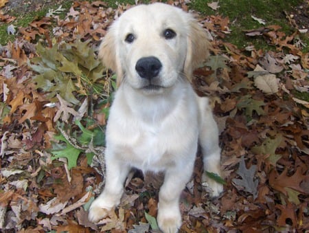 Puppy in the Leaves - puppy, leaves