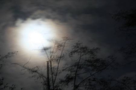 Camano Moon - moon, trees, nature, fog, night, dark