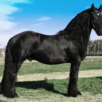 Friesian