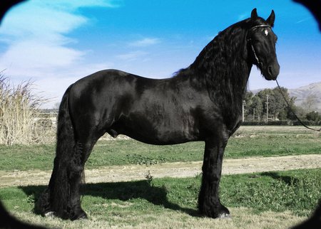 Friesian - horses, animals, black horse, friesian, friesland, stallion