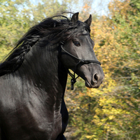 Keegan The Friesian Stallion