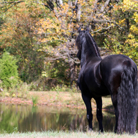 Keegan The Friesian Stallion 1