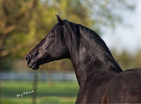 Eclipse, Another Spaniard - andalusian horse, horses, eclipse, spanish horse, iberian horse, animals