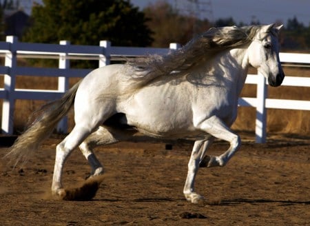 Altanero The Andalusian - spanish horse, horses, iberian horse, animals, andalusian horse, altanero