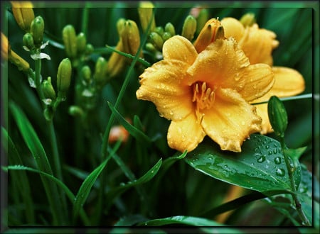 Yellow flower - flowers, yellow