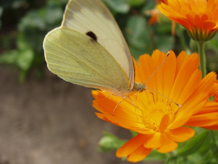 Soft Landing - butterfly, flowers, nature