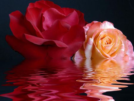 roses - roses, peachy, red, two, pink reflection