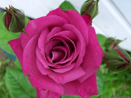  rose - roses, nature